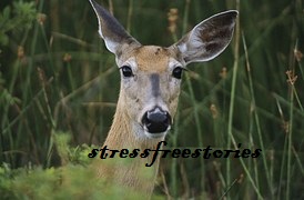 female-deer-600555__180